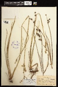 Juncus scirpoides image