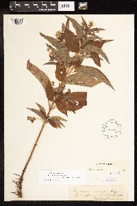 Lysimachia ciliata image