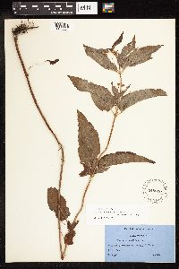 Lysimachia ciliata image