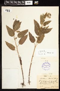 Lysimachia ciliata image