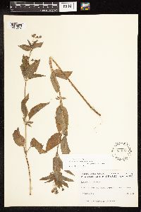 Lysimachia ciliata image