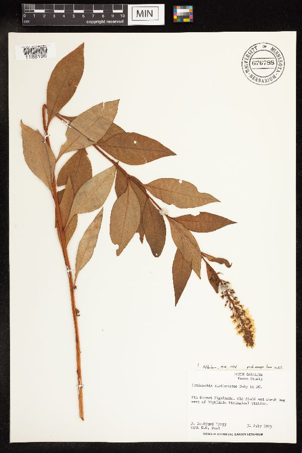 Lysimachia clethroides image