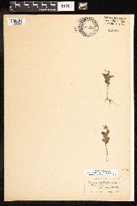 Lysimachia europaea image