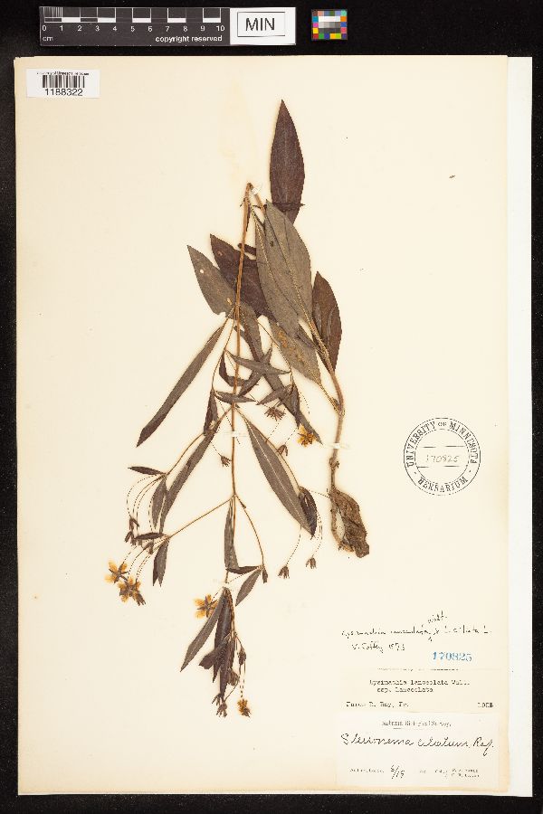 Lysimachia lanceolata x ciliata image