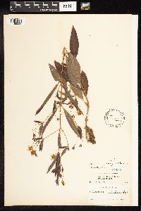 Image of Lysimachia lanceolata x ciliata