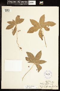 Lysimachia latifolia image