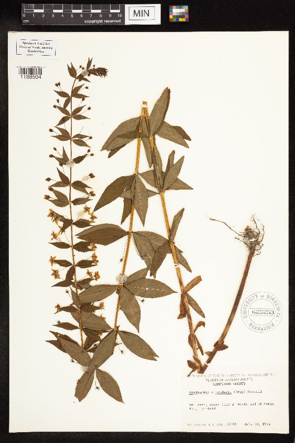 Lysimachia x producta image