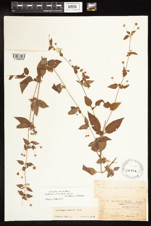 Lysimachia radicans image