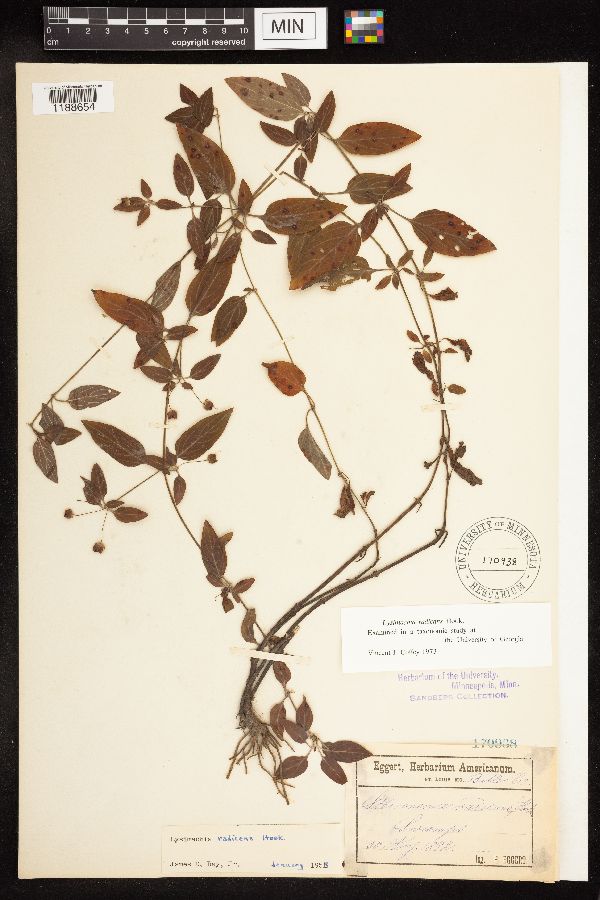 Lysimachia radicans image