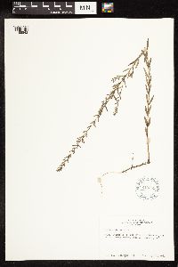 Image of Lythrum alatum