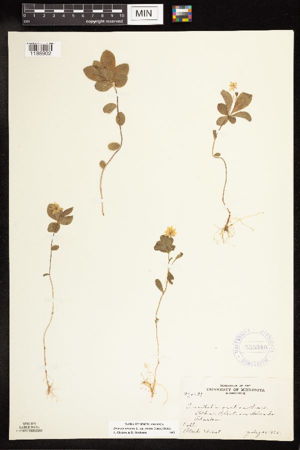 Lysimachia europaea image