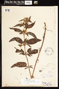 Lysimachia ciliata image