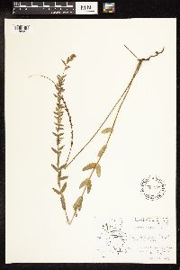 Lythrum alatum image