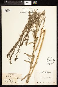 Lythrum californicum image