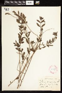 Lythrum lanceolatum image