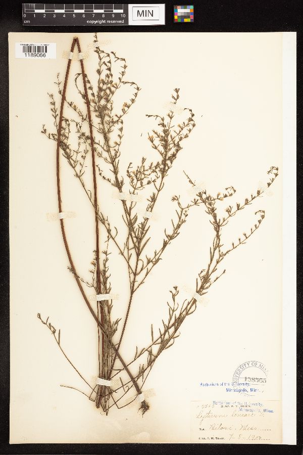 Lythrum lineare image