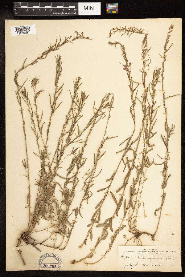 Lythrum linearifolium image