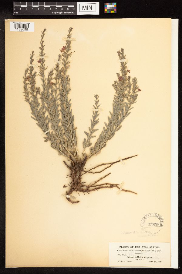 Lythrum ovalifolium image