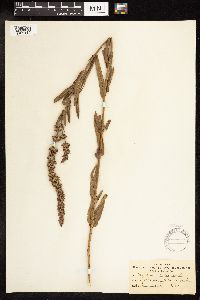 Lythrum salicaria image