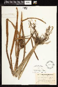 Sparganium americanum image