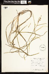 Sparganium americanum image