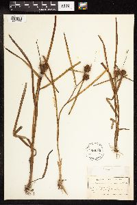 Sparganium americanum image