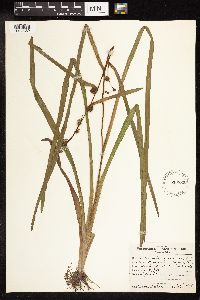 Sparganium americanum image