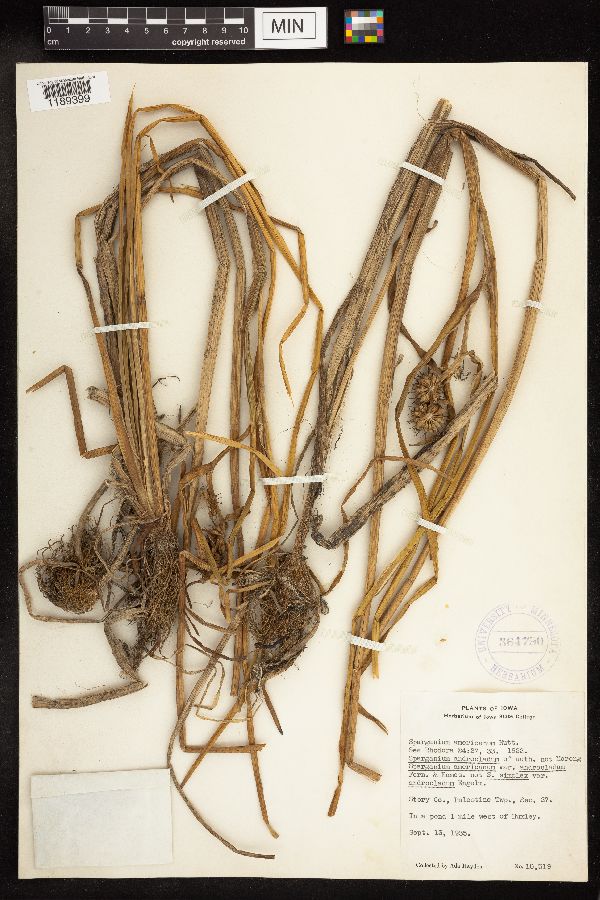 Sparganium americanum image