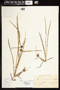 Sparganium americanum image