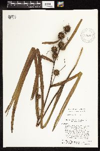 Sparganium americanum image