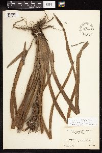 Sparganium americanum image