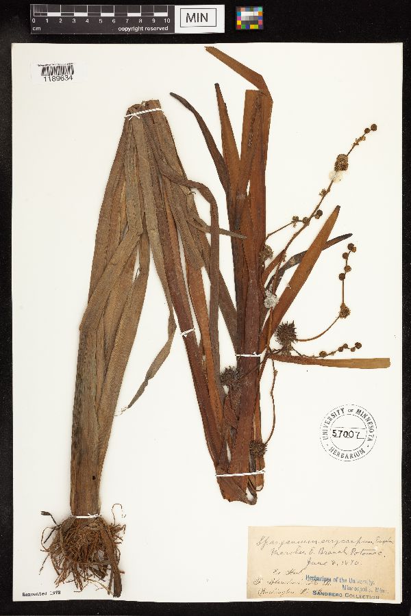 Sparganiaceae image