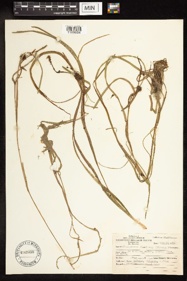 Sparganium fluctuans image