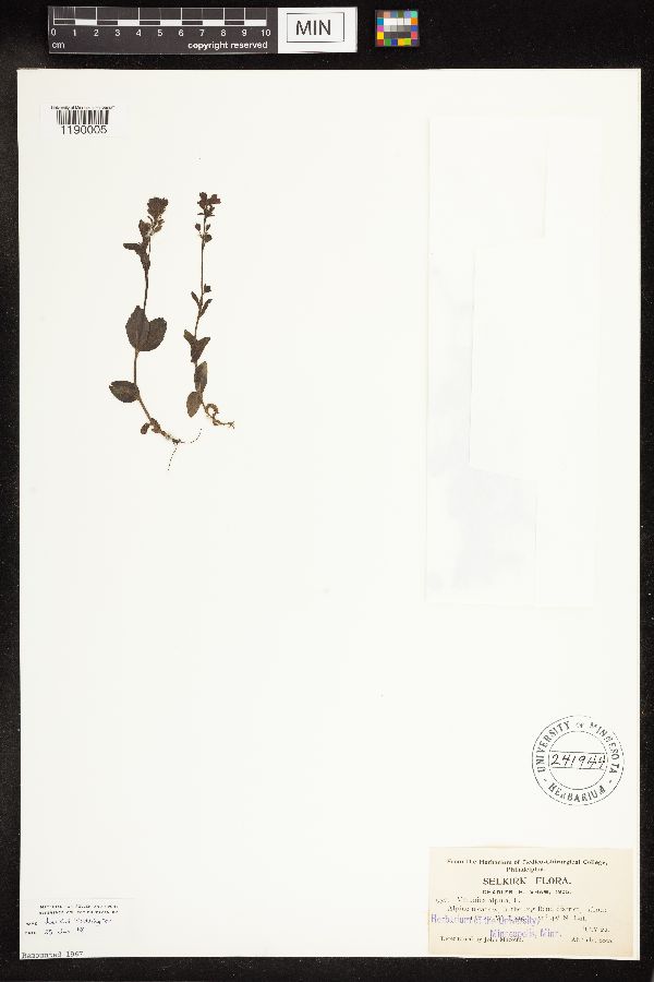 Veronica alpina image