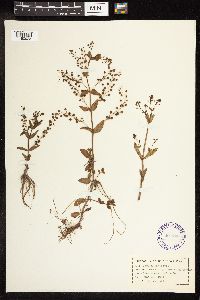 Veronica americana image