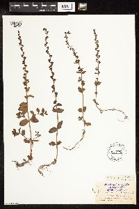 Veronica serpyllifolia subsp. humifusa image