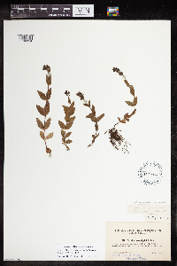Veronica alpina var. geminiflora image