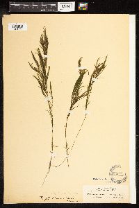 Image of Potamogeton foliosus subsp. fibrillosus