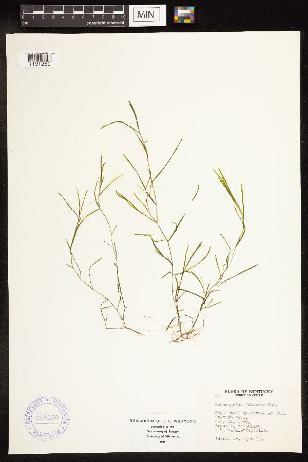Potamogeton friesii image