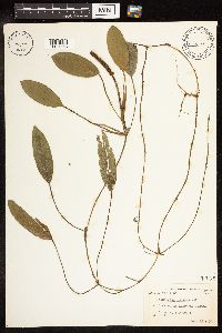 Potamogeton nodosus image