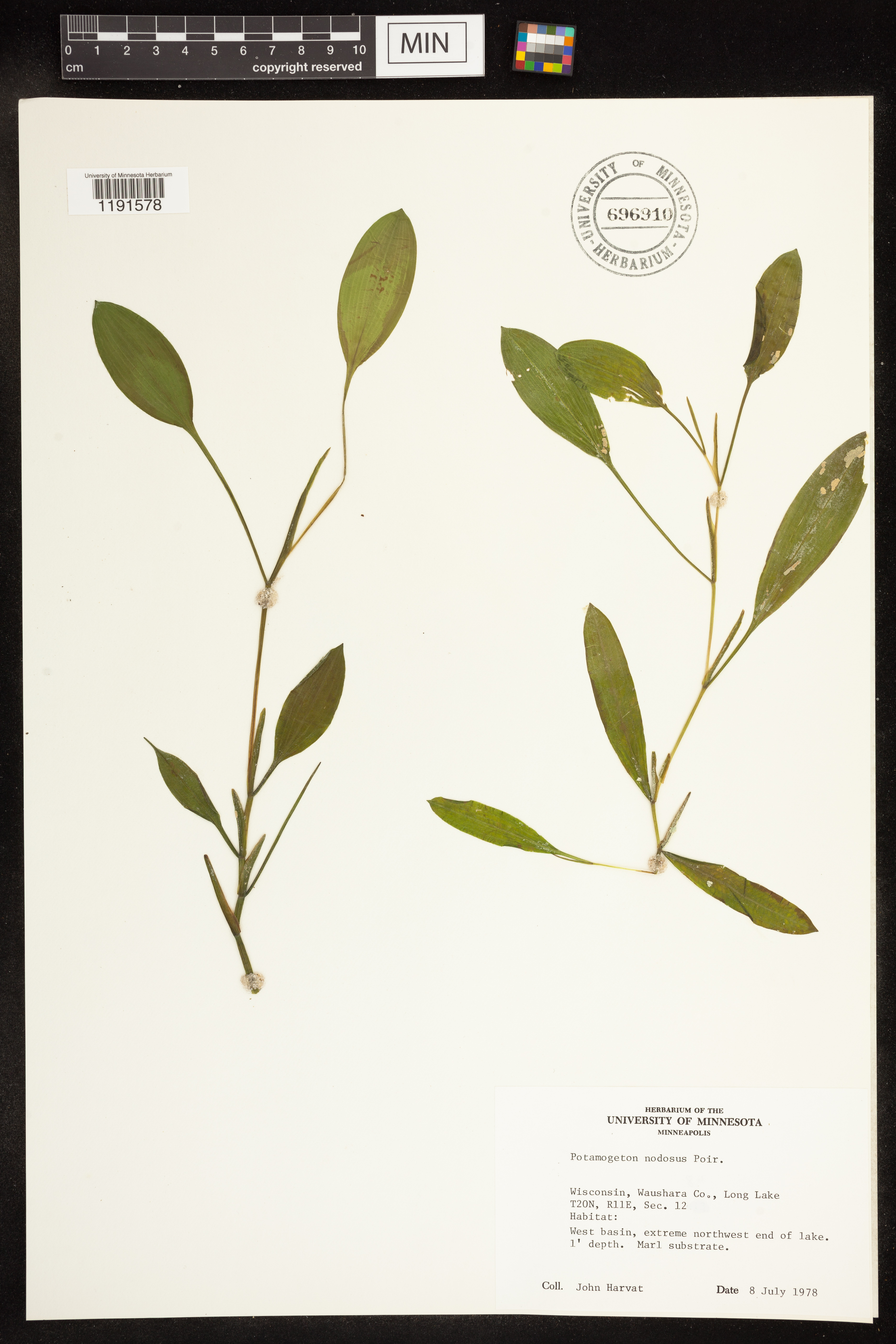 Potamogeton nodosus image