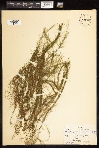 Potamogeton pusillus subsp. tenuissimus image