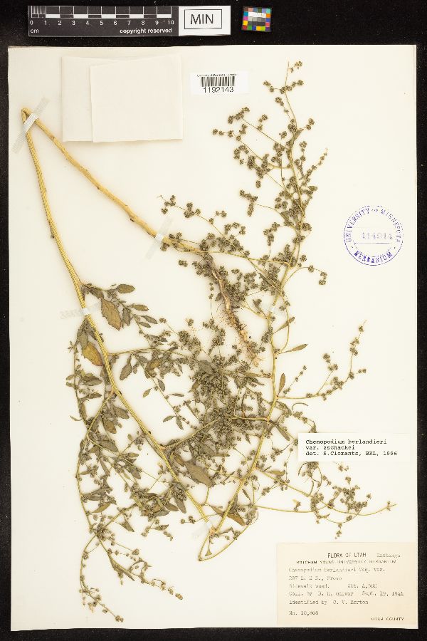 Chenopodium berlandieri image