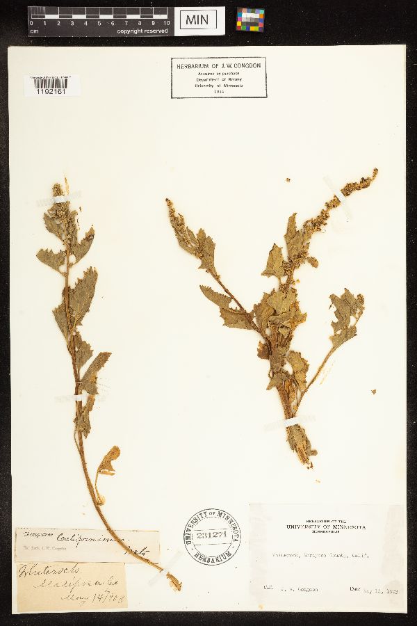 Chenopodium californicum image