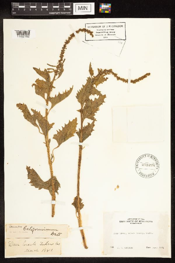 Chenopodium californicum image