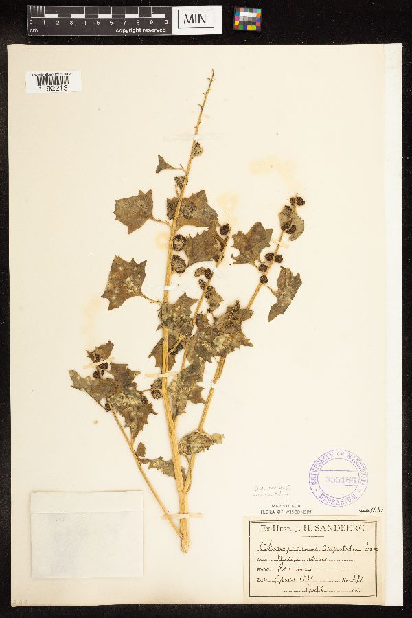 Chenopodium capitatum var. capitatum image