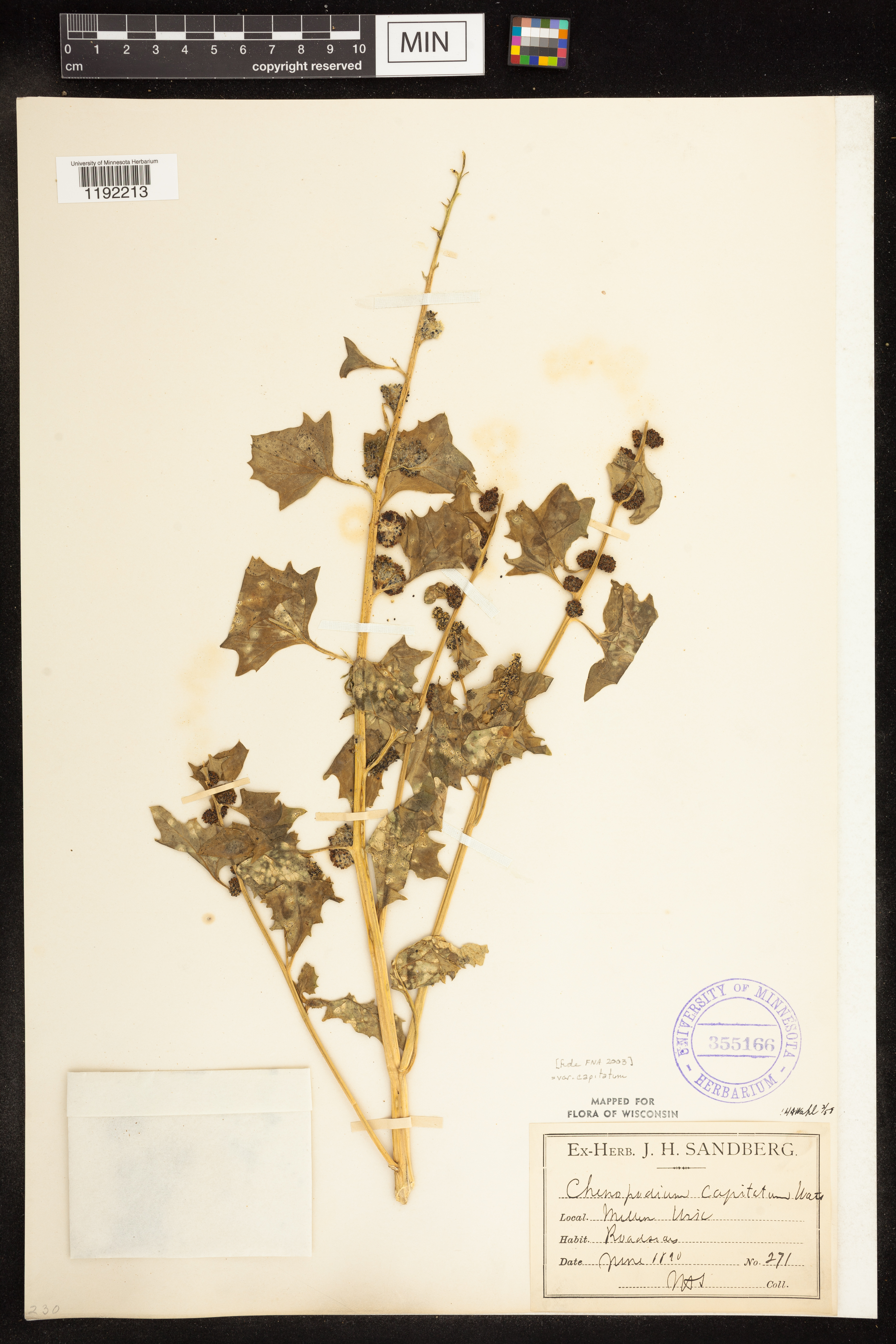 Chenopodium capitatum image