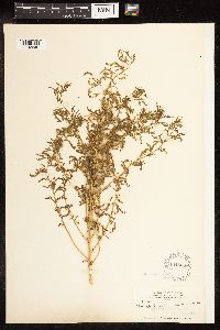 Chenopodium cornutum image