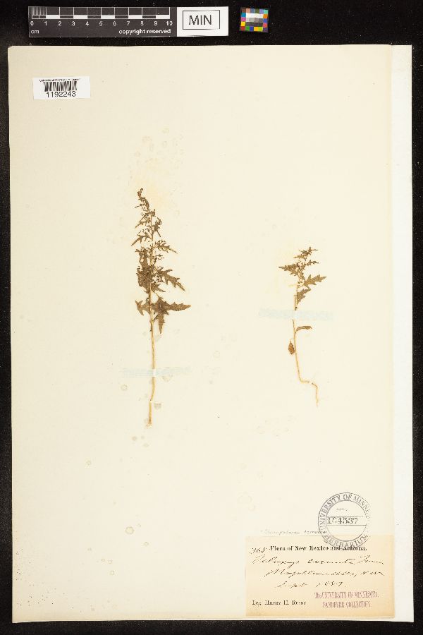 Chenopodium cornutum image