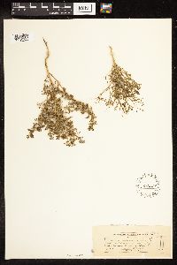 Chenopodium cornutum image